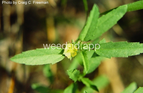 false-mallow, hispid